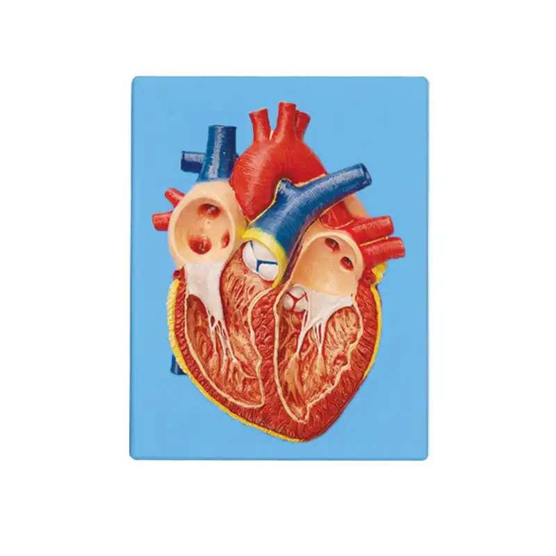 بازی آموزشی مدل برش عرضی قلب  انسان