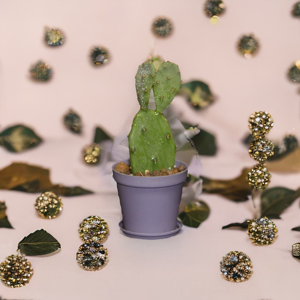 گیاه طبیعی کاکتوس مدل آپونتیا L-C-02