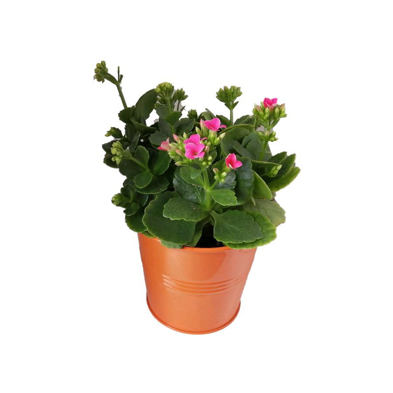 گیاه طبیعی کلانکوا کد af02 گیاه طبیعی کلانکوا کد af02