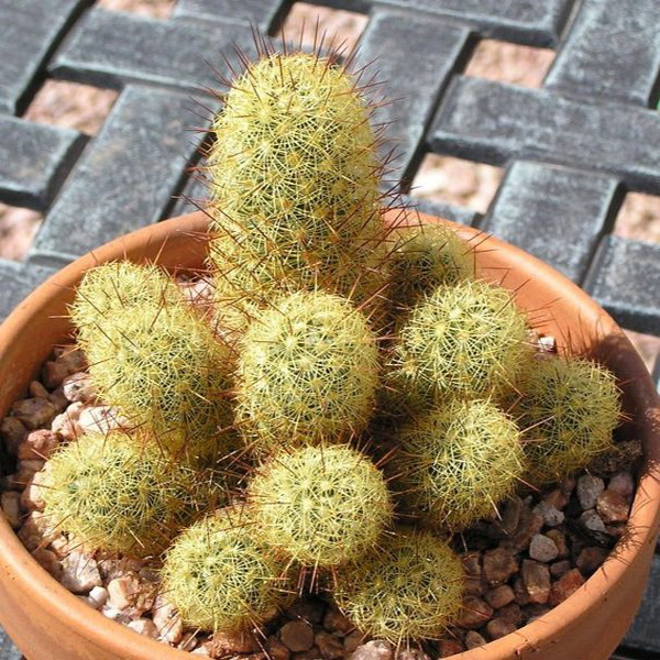 بذر کاکتوس مامیلاریا الانگاتا وانیا سید مدل V36