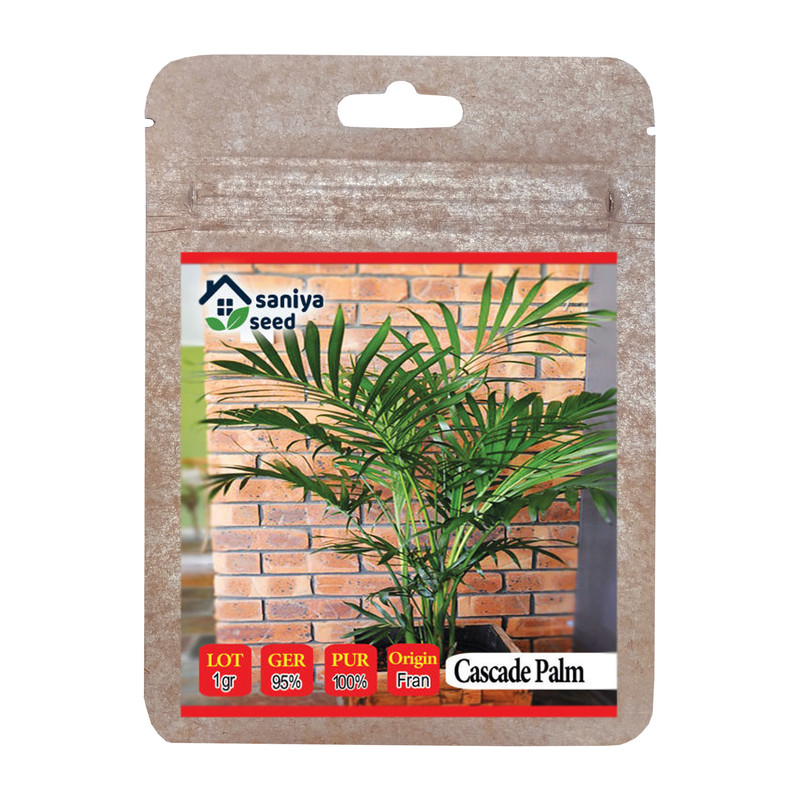 بذر نخل زینتی سانیا سید مدل SS66 بذر نخل زینتی سانیا سید مدل SS66