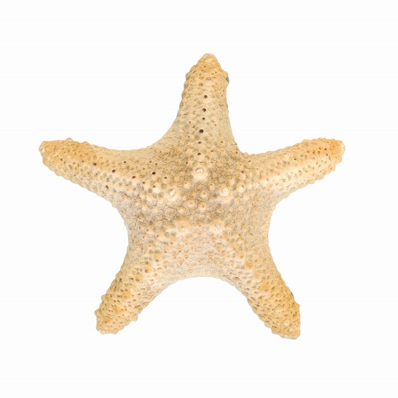 ستاره دریایی تزیینی مدل d9