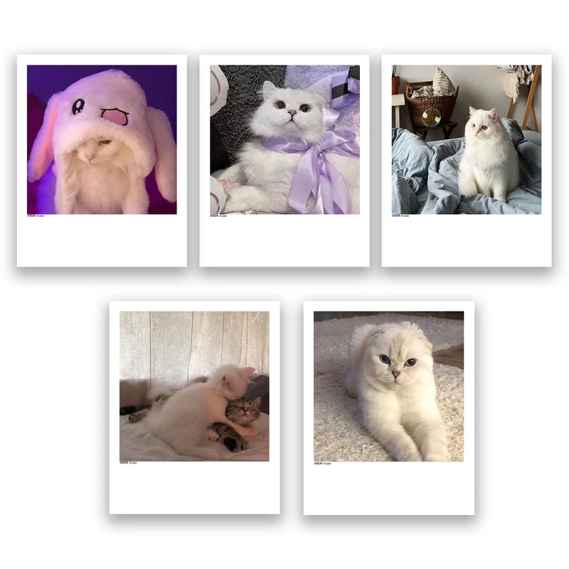 آویز تزیینی عرش مدل فانتزی گربه بامزه کد Asa346 مجموعه پنچ عددی