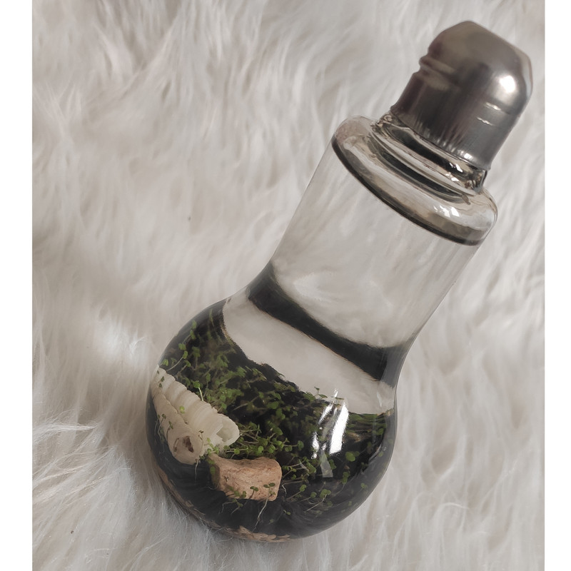 ویواریوم گیاه طبیعی کد viv-L112 ویواریوم گیاه طبیعی کد viv-L112