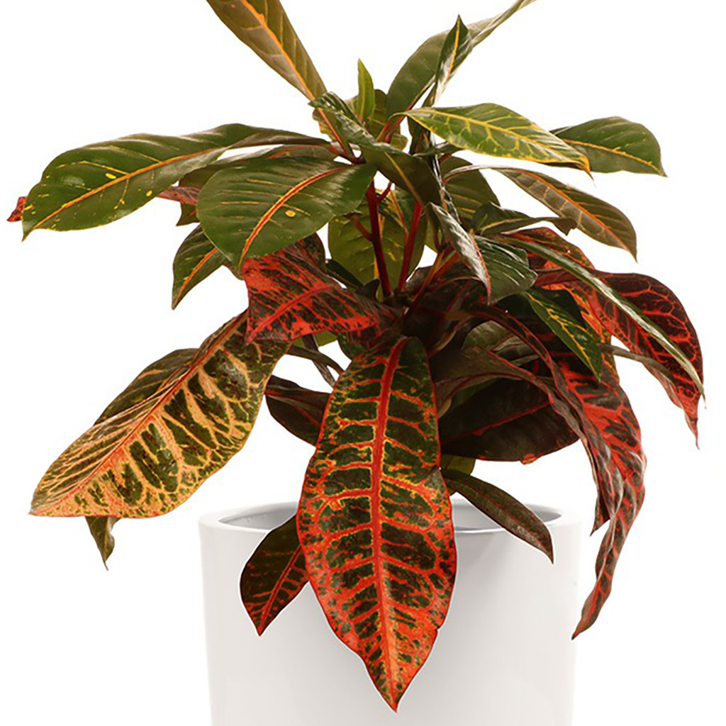 گیاه طبیعی کروتون ابلق گلیتال مدل GTL141