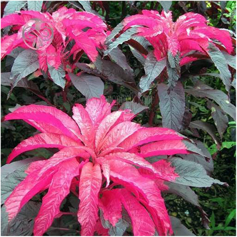 بذر آمارانتوس نخلی قرمز آرکا بذر ایرانیان کد A16