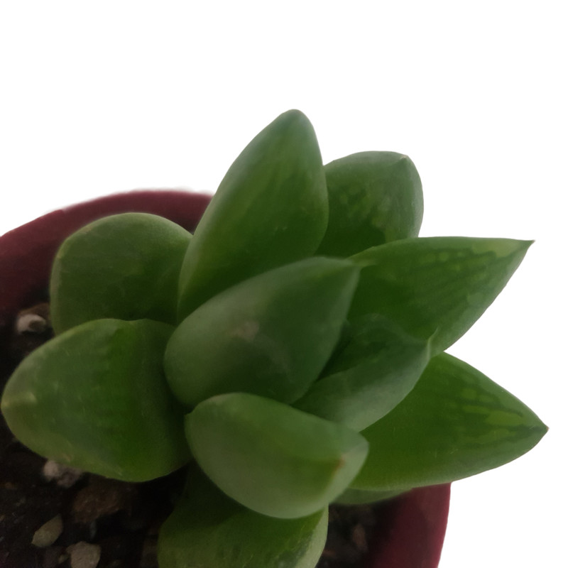 گیاه طبیعی هاورتیا شیشه ای مدل 2022271