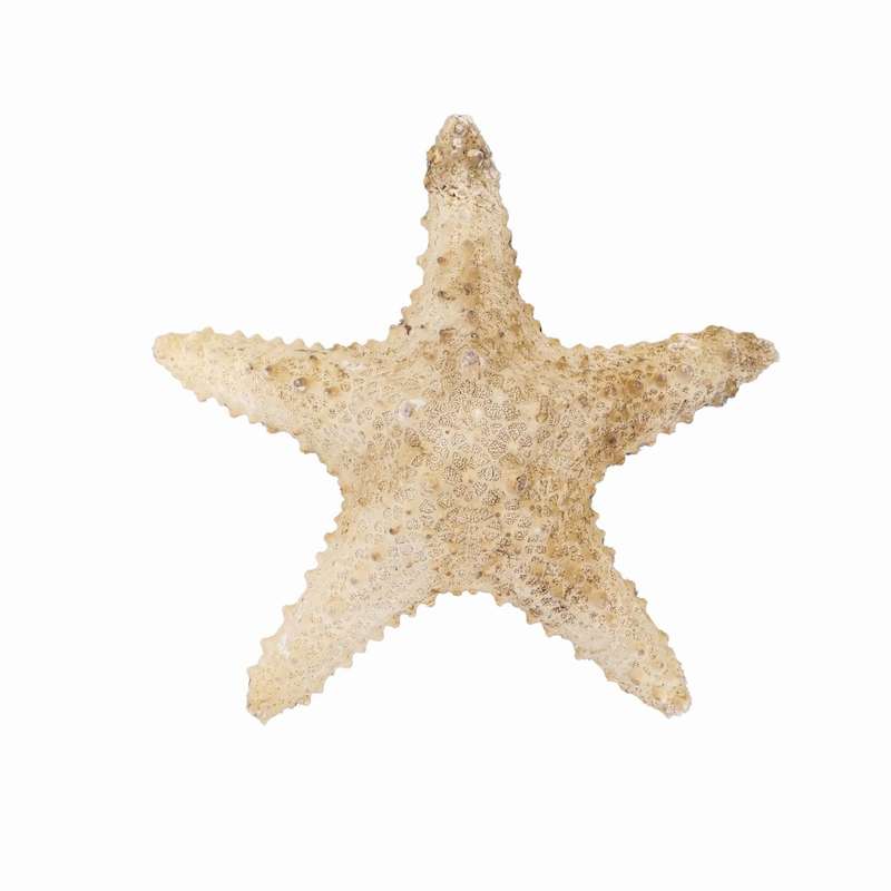ستاره دریایی تزیینی مدل b1
