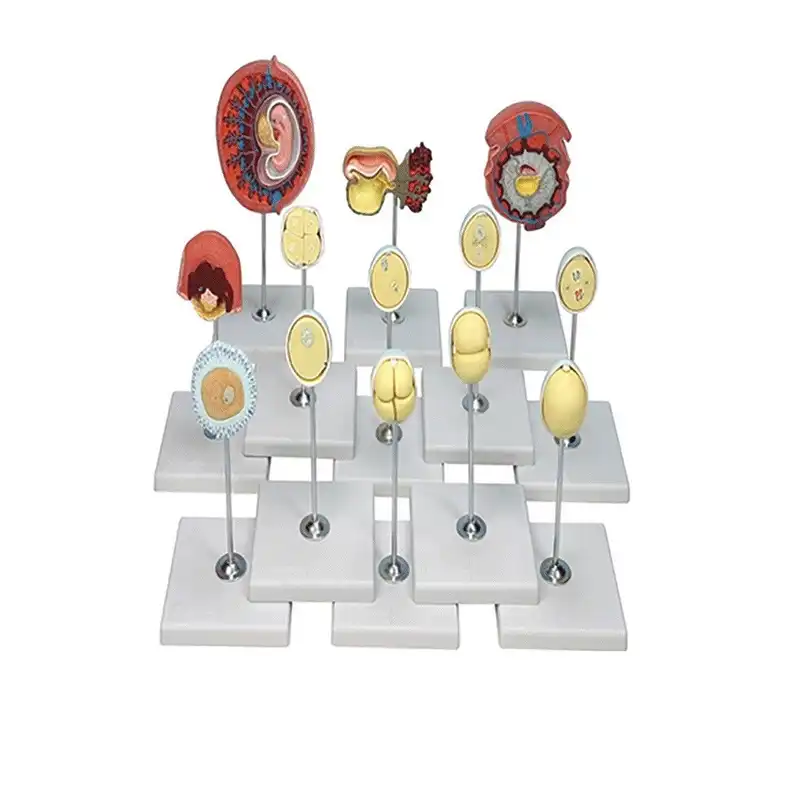 بازی آموزشی مدل مولاژ مراحل لقاح و رشد و نو جنین