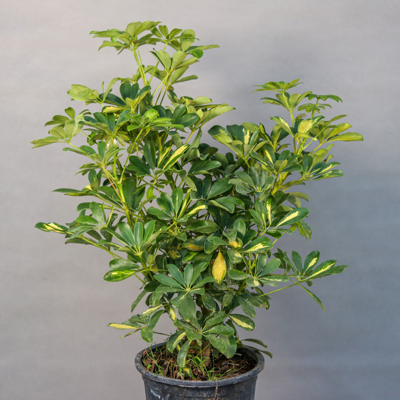 گیاه طبیعی شفلرا مدل 01 گیاه طبیعی شفلرا مدل 01