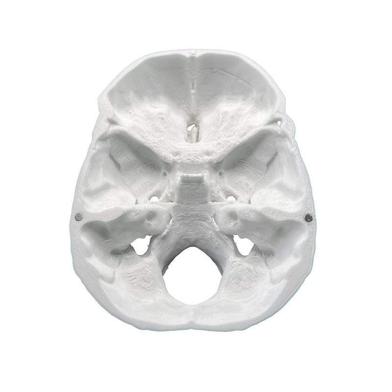 بازی آموزشی مدل جمجمه 3 تکه