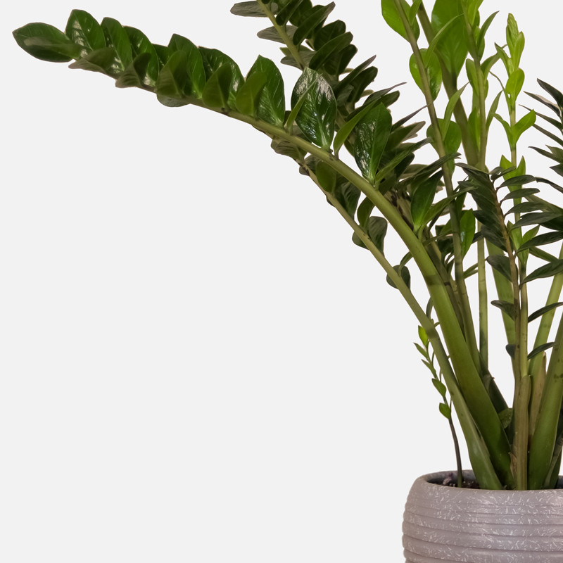 گیاه طبیعی زامیفولیا مدل zami235