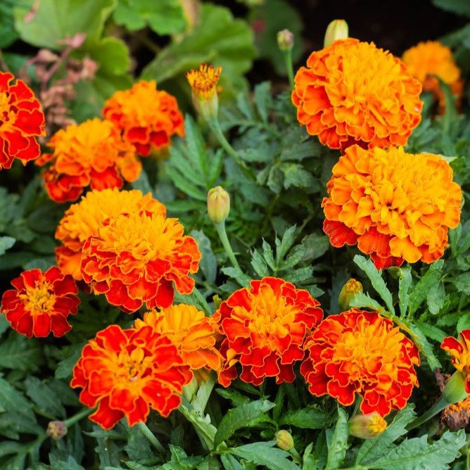 بذر گل جعفری پا کوتاه گل درشت الوان جی پی سید مدل GP488