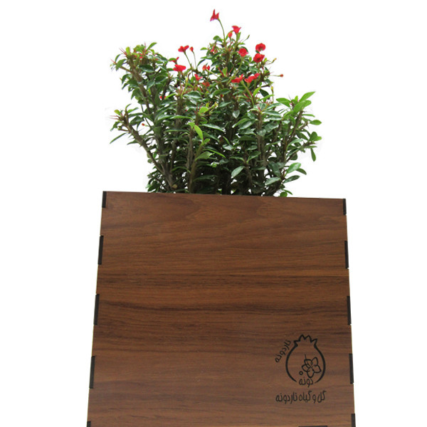 گیاه طبیعی مرجان ناردونه کد M01 گیاه طبیعی مرجان ناردونه کد M01