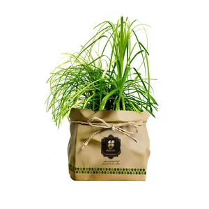 گیاه طبیعی لیندا گلباران سبز گیلان مدل GN13-31K