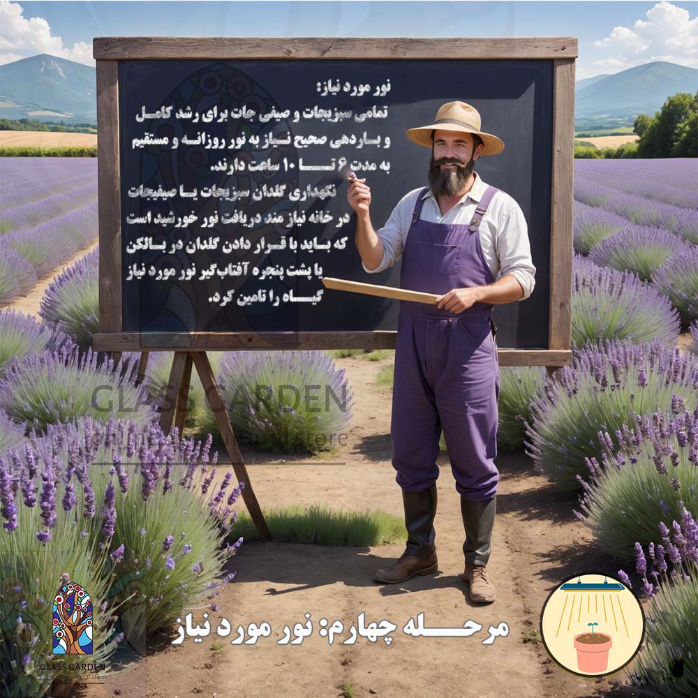 بذر گوجه فرنگی سوپر چف تخم مرغی گلس گاردن مدل GL50