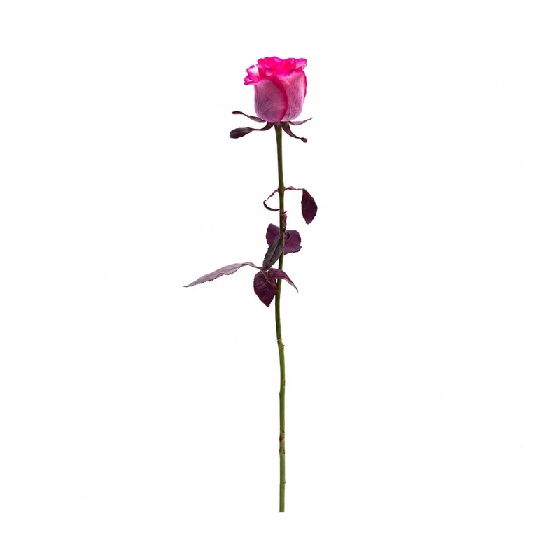 شاخه گل رز طبیعی مدل آبرنگی
