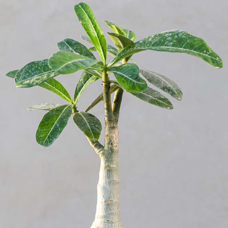 گیاه طبیعی بونسای آدنیوم مدل عربیکم