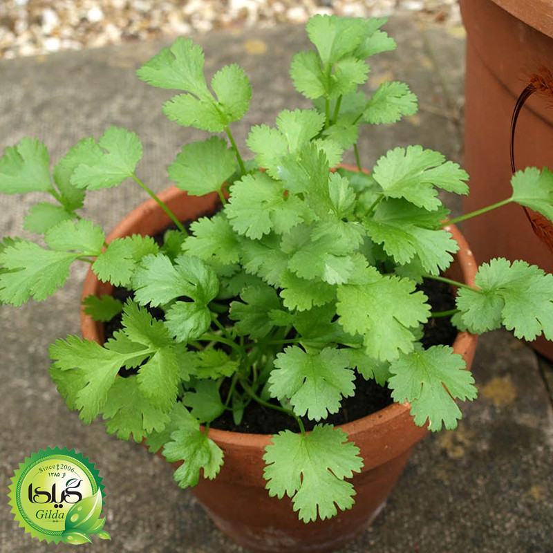 بذر گشنیز گیلدا کد 110 بذر گشنیز گیلدا کد 110