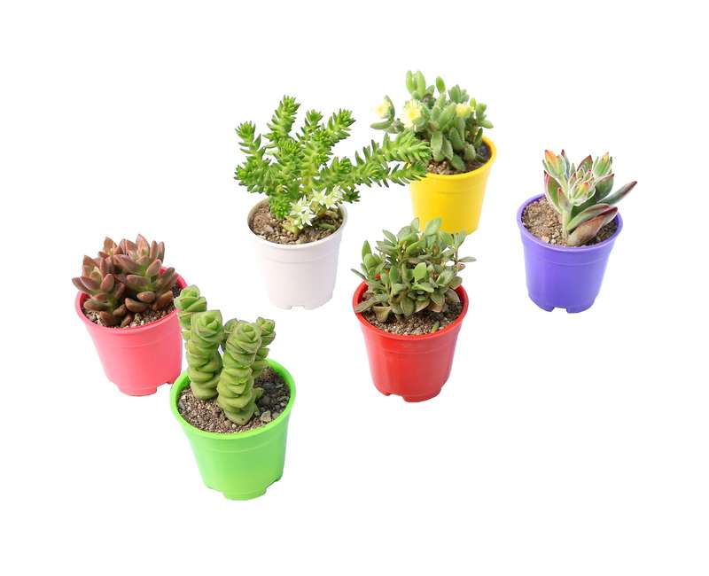 گیاه طبیعی ساکولنت آیدین کاکتوس کد CB-016 مجموعه 6 عددی گیاه طبیعی ساکولنت آیدین کاکتوس کد CB-016 مجموعه 6 عددی