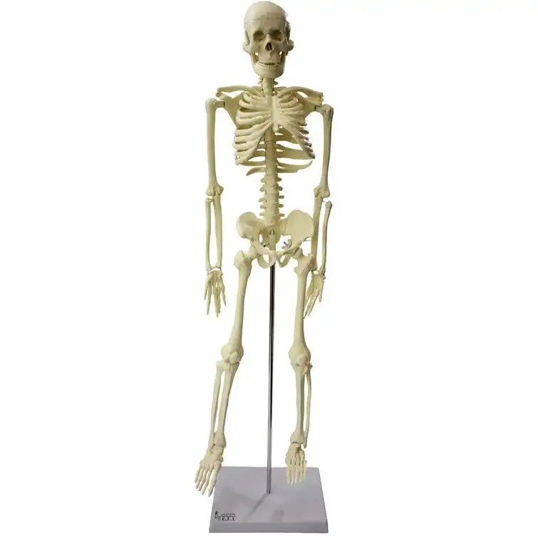 بازی آموزشی مدل اسکلت کامل بدن انسان اندازه طبیعی