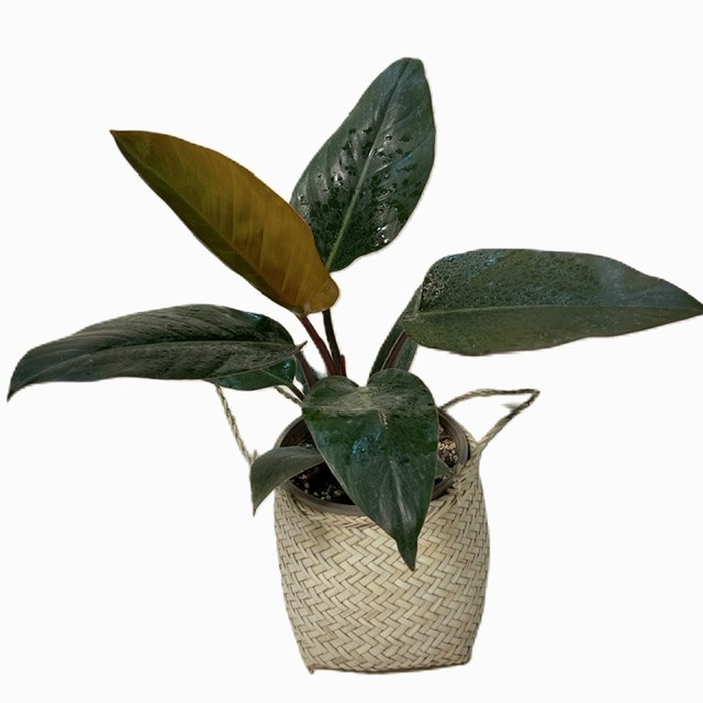 گیاه طبیعی فیلودندرون مدل 65601