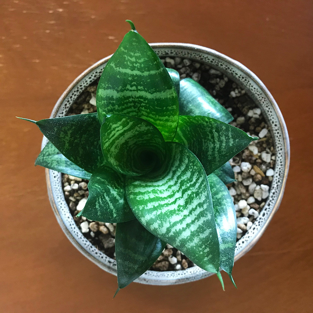 سانسوریا پا کوتاه مدل لوکس رومیزی سانسوریا پا کوتاه مدل لوکس رومیزی