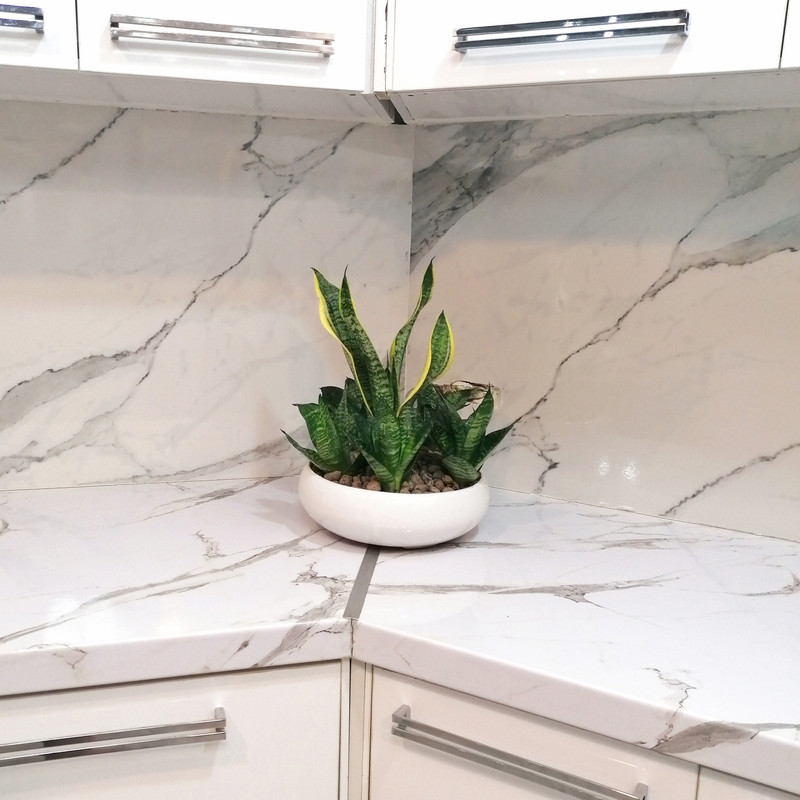 گیاه طبیعی سانسوریا کرواتی مدل بنسای