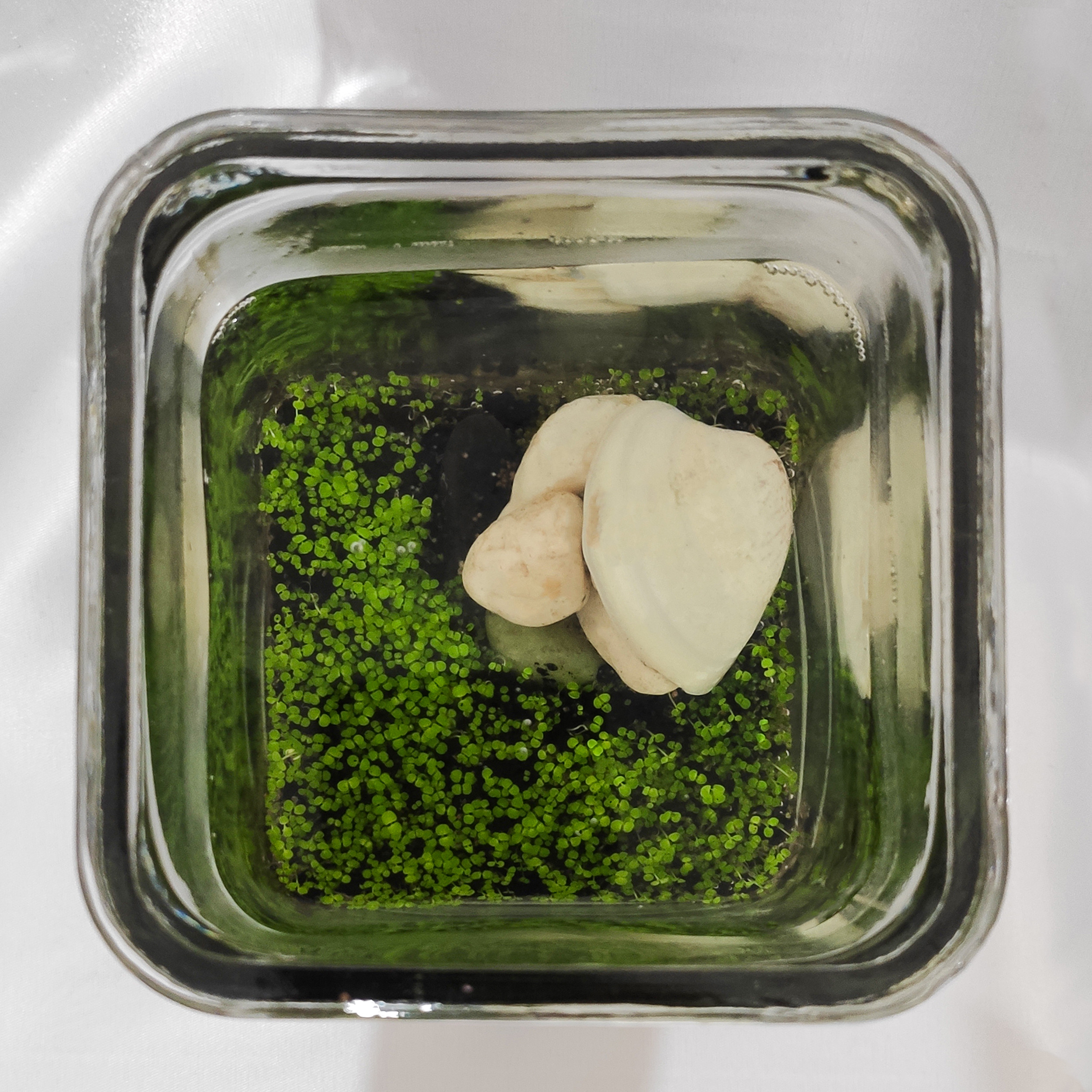 ویواریوم گیاه طبیعی کد viv-w103