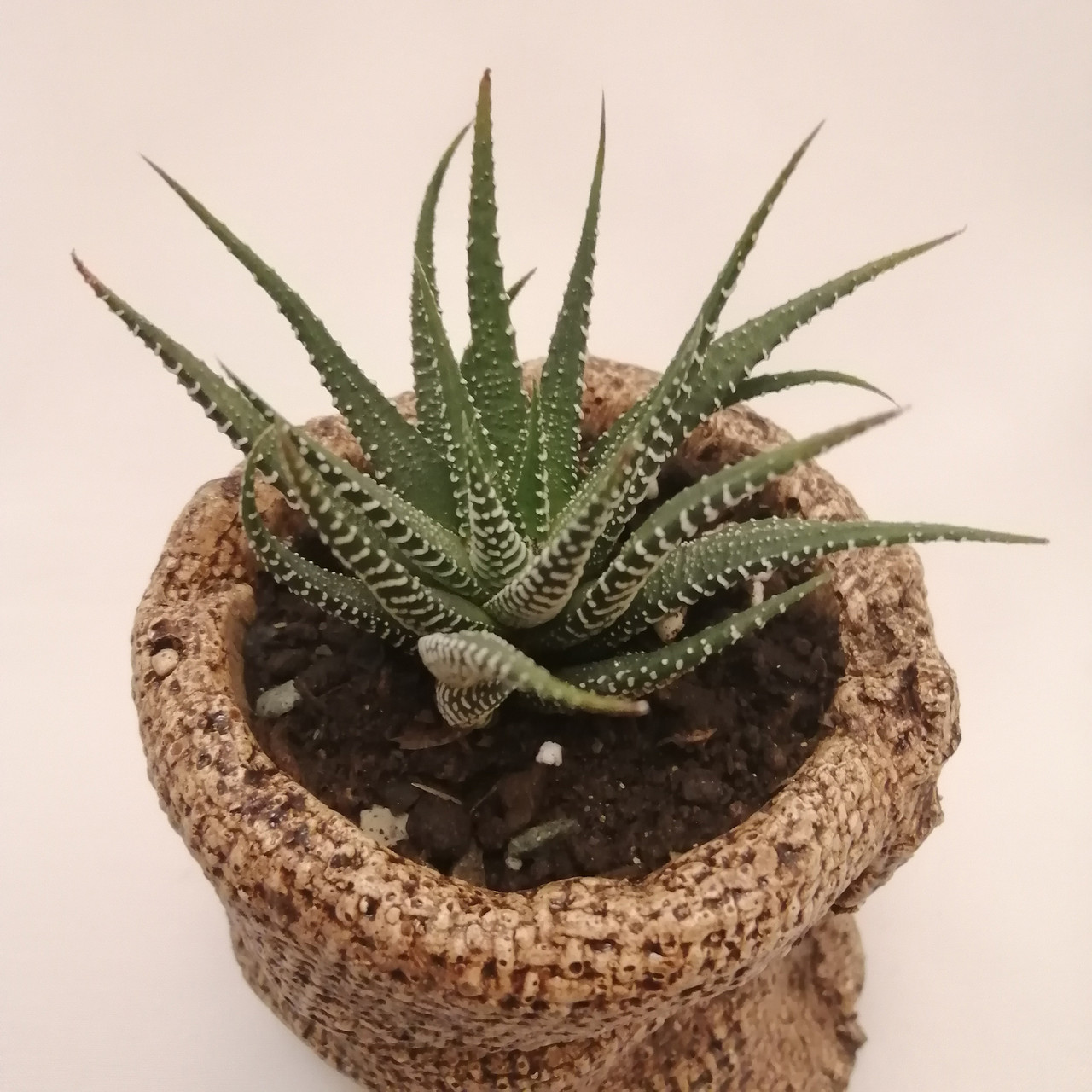 گیاه طبیعی کاکتوس هاورتیا کد pg_08