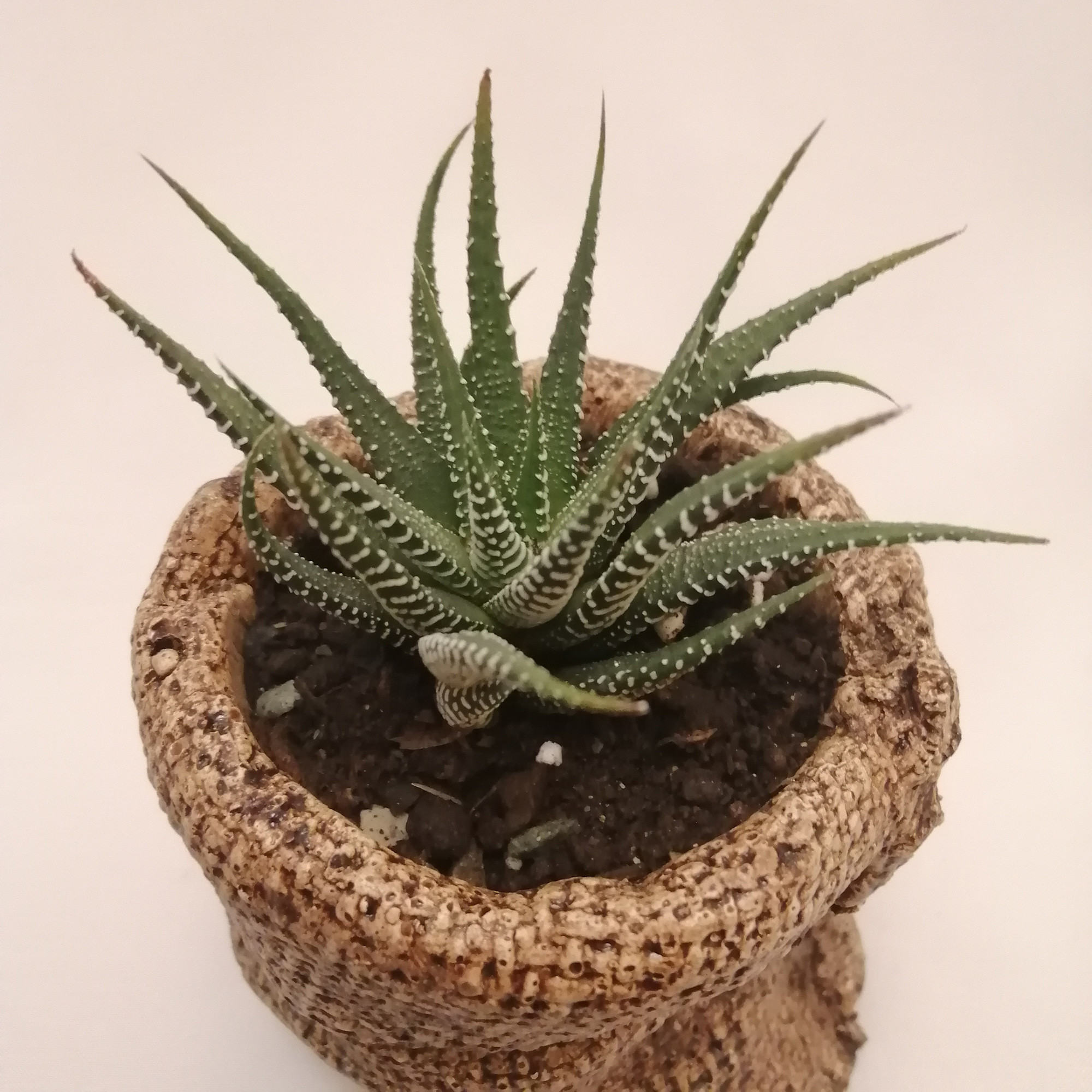 گیاه طبیعی کاکتوس هاورتیا کد pg_08