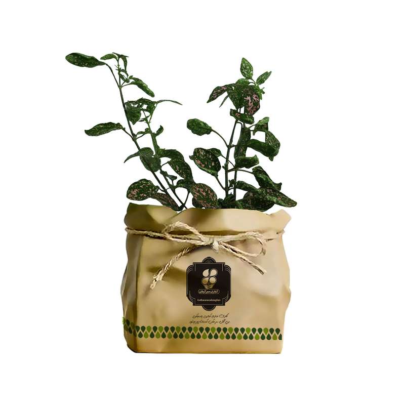گیاه طبیعی گل سنگ شرکت گلباران سبز گیلان مدل GN12-17SK