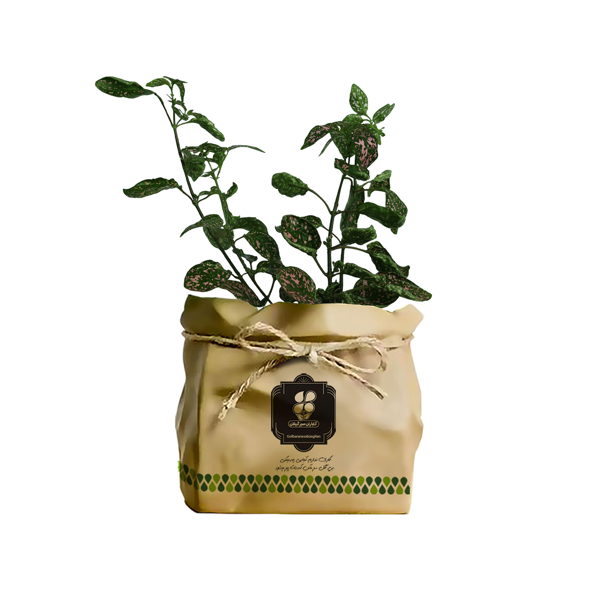 گیاه طبیعی گل سنگ شرکت گلباران سبز گیلان مدل GN12-17GK