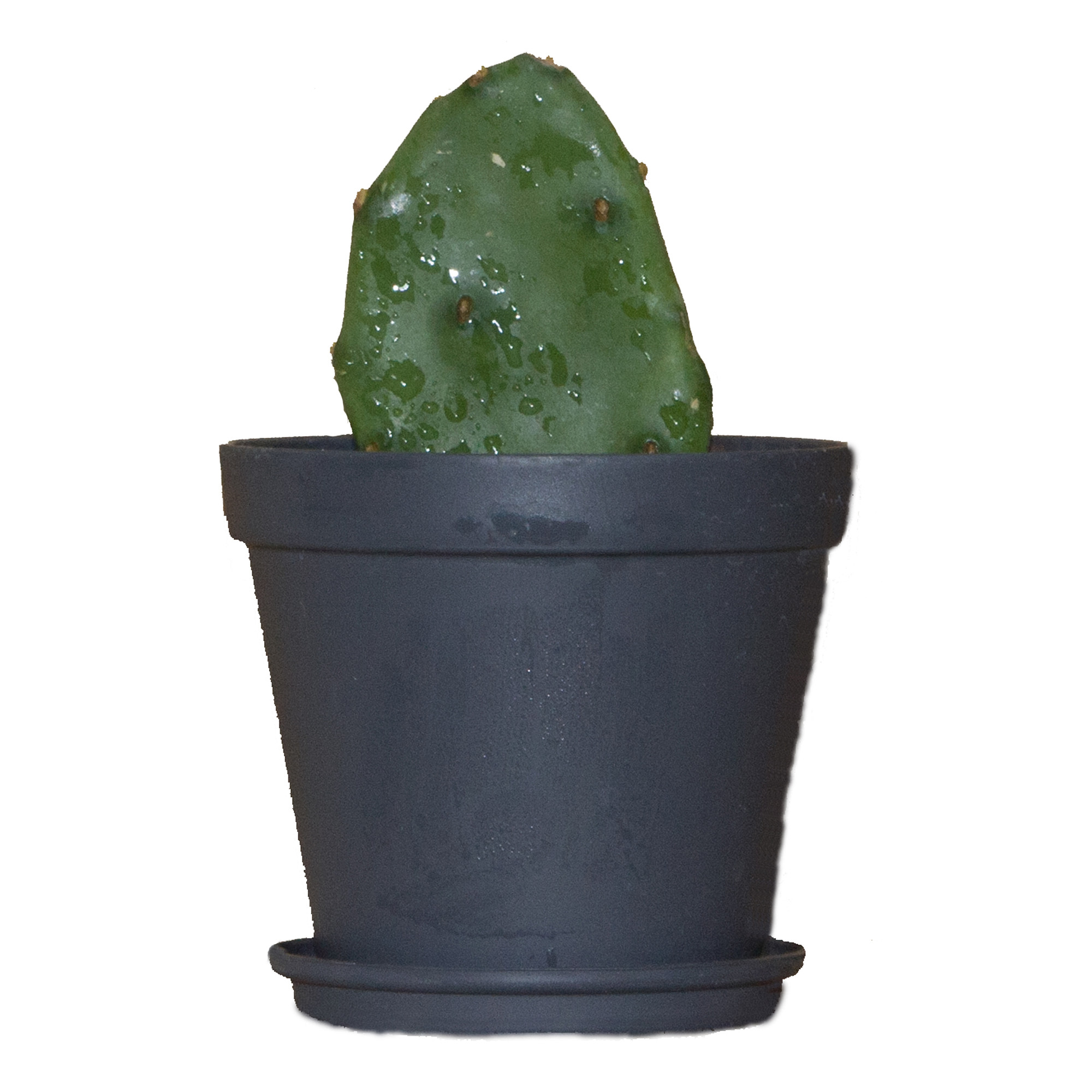 گیاه طبیعی کاکتوس مدل آپونتیا کد L-C-03