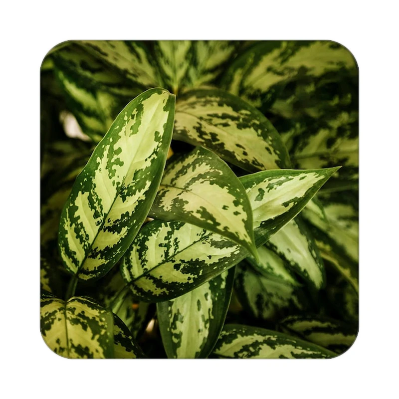 زیر لیوانی کاکتی طرح گل مدل mp17147