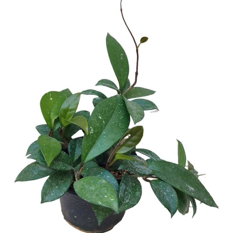 گیاه طبیعی هویا کارنوزا مدل015 گیاه طبیعی هویا کارنوزا مدل015