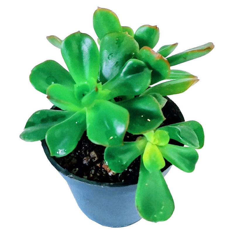 گیاه طبیعی ساکولنت مدل B-2 گیاه طبیعی ساکولنت مدل B-2