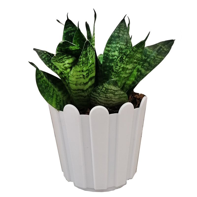 گیاه طبیعی سانسوریاابلق مدل مینیاتوری گیاه طبیعی سانسوریاابلق مدل مینیاتوری