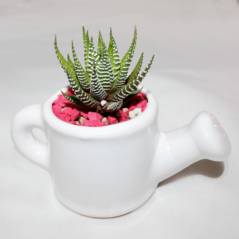 گیاه طبیعی کاکتوس هاورتیا گورخری سینورشد کد CHA2