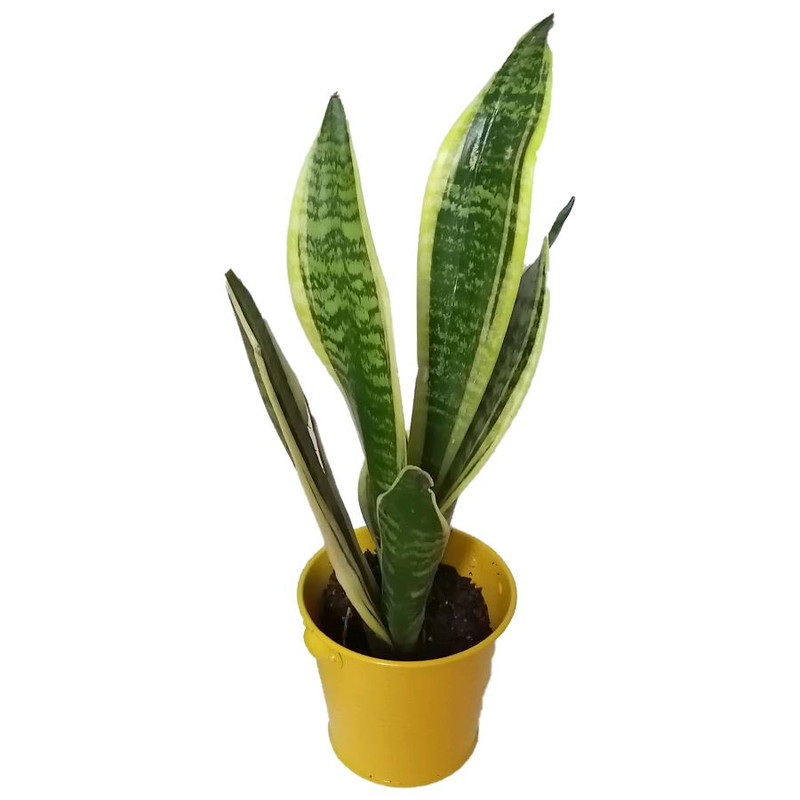 گیاه طبیعی سانسوریا کرواتی ابلق کد pf01 گیاه طبیعی سانسوریا کرواتی ابلق کد pf01