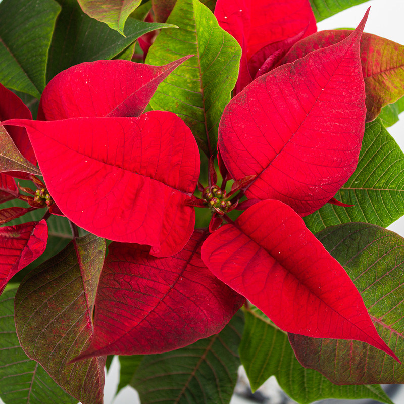 گیاه طبیعی بنت قنسول مدل p-27