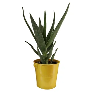 گیاه طبیعی آلوئه کد jf01