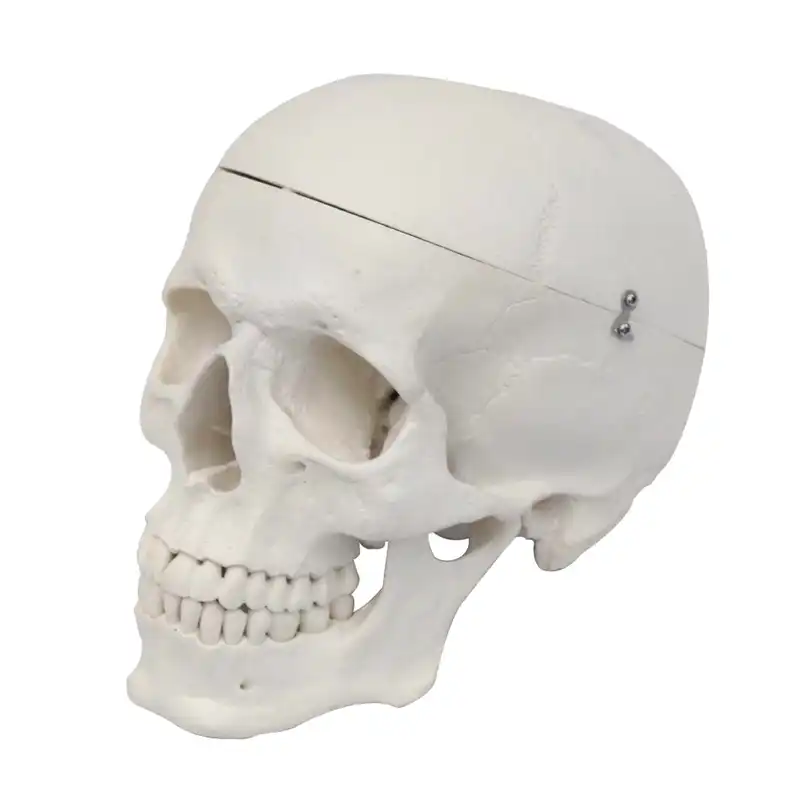 بازی آموزشی مدل مولاژ آناتومی جمجمه انسان کد Skull-N