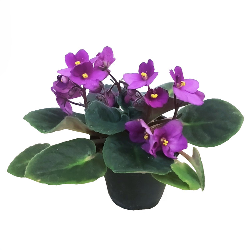 گیاه طبیعی بنفشه آفریقایی مدل C-44 گیاه طبیعی بنفشه آفریقایی مدل C-44