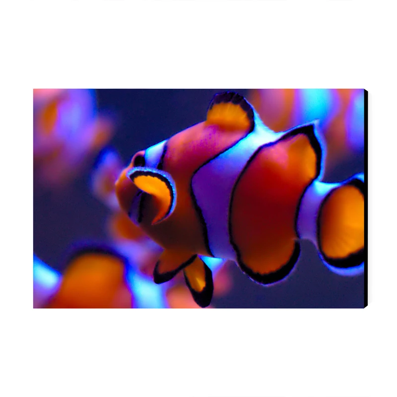 تابلو شاسی عرش مدل فانتزی ماهی کد As1969