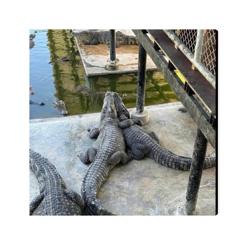 تابلو شاسی عرش مدل فانتزی تمساح کد As5426