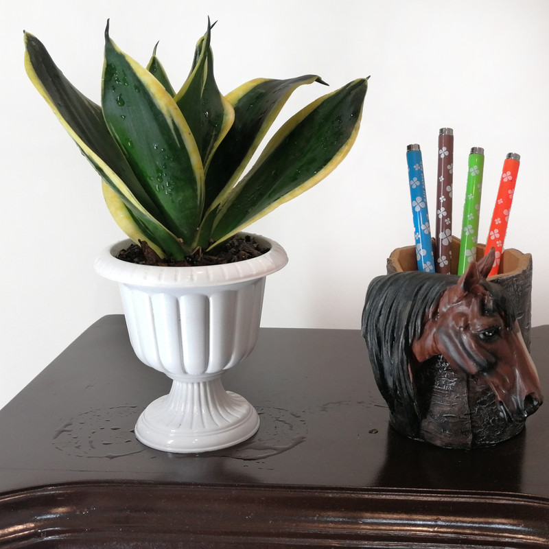 گیاه طبیعی سانسوریا مینیاتوری ابلق مدل مطبق گیاه طبیعی سانسوریا مینیاتوری ابلق مدل مطبق