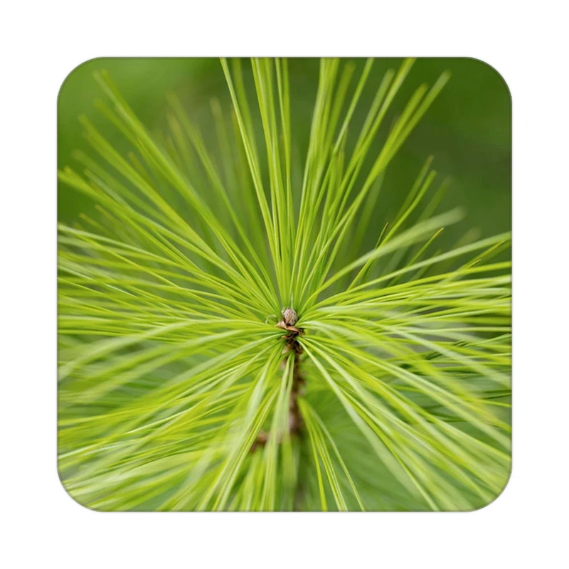 زیر لیوانی کاکتی طرح گل مدل mp17872