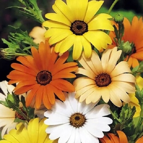 بذر گل آصف السلطنه الوان جی پی سید مدل GP7846 بذر گل آصف السلطنه الوان جی پی سید مدل GP7846