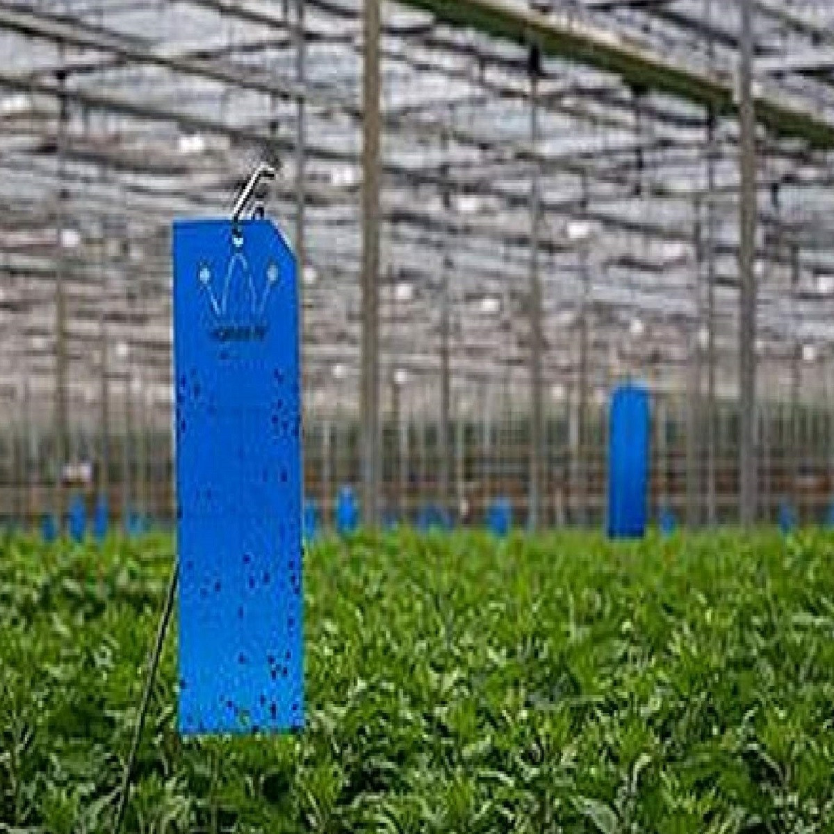 کارت آبی جذب کننده حشرات مدل YC7-B بسته 7 عددی